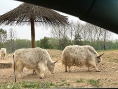 -北京野生动物园