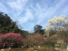 -杭州植物园