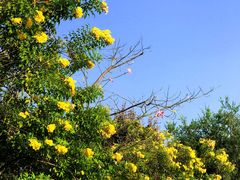 -东莞植物园