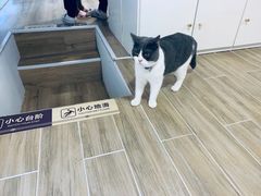 -李小姐の猫咖啡馆(五角场店)
