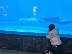 -海合安成都极地海洋公园