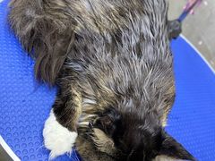 -PETKIT小佩宠物·低压洗护(国顺东路店)