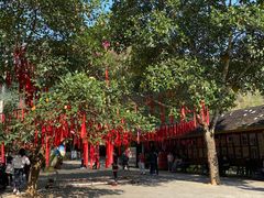 -西双版纳原始森林公园