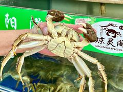 -阳澄湖大闸蟹·琼灵阁牌品牌连锁(吴中总店)