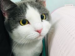 -纳吉亚猫专科动物诊疗中心(蒋宅口分院)