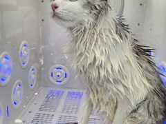 -爱洗澡的猫(望京店)