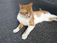 -泡桐树街