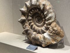 -安徽省地质博物馆