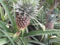 -南通洲际绿博园