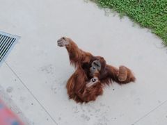 -西霞口神雕山野生动物世界