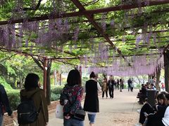 -嘉定紫藤园