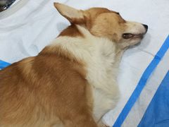 -芭比堂动物医院·24小时·眼科中心(深圳中心)