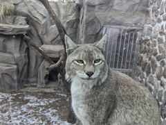 -青藏高原野生动物园