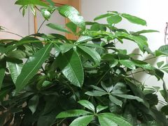 -佛有缘素食馆·荔湾老字号(陈家祠首店)