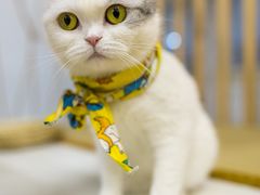 -柴迷FANS CLUB·柴犬狗咖·猫咖