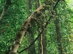-野象谷景区