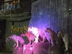 -清迈夜间动物园