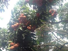 -从化深英荔枝黄皮龙眼采摘园