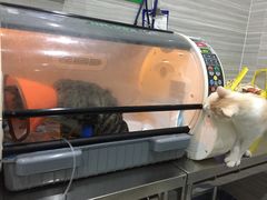 -瑞派名望志远动物医院·猫科·內科·异宠专科(直港大道店)