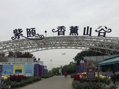 -紫颐香薰山谷景区