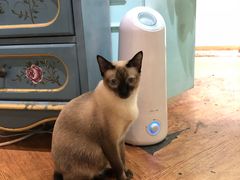 -猫小院猫主题餐厅(三里屯店)