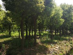 -呼吸森林·生态农庄农家乐私房菜