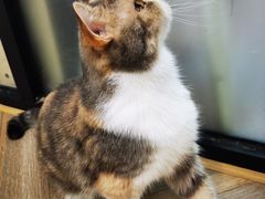 -酷豆宠物咖啡·宠物美食·撸猫馆