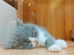 -钦宠·猫咪售卖·洗护·寄养(东圃旗舰店)