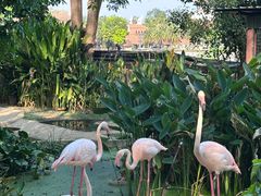 -清迈夜间动物园