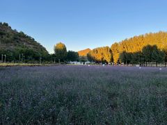 -紫海香堤香草艺术庄园