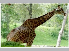 -西安秦岭野生动物园