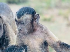 -青岛森林野生动物世界