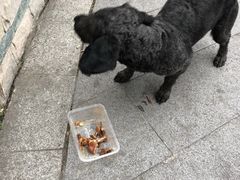 -王二甩老木子鸡(江湾店)