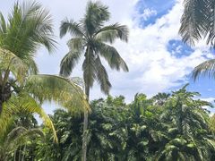 -中国科学院西双版纳热带植物园