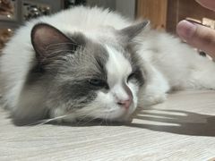 -藏猫猫咖啡主题馆(中央大道店)