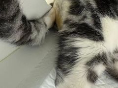 -北京观赏动物医院·24小时大型综合·猫专科·异宠专科