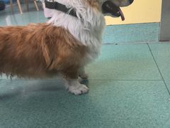 -东方动物医院·宠保定点·骨科·转诊中心(春城路·昆明站分院)