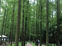 -东平国家森林公园
