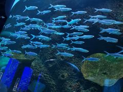 -石家庄海洋公园