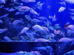 -成都浩海立方海洋公园