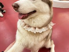 -和它·交个朋友·狗咖猫咖(爱琴海店)