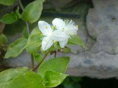 -金百万烤鸭店(马甸店)