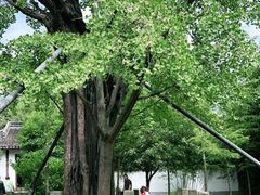 -上海佘山国家森林公园天马山园