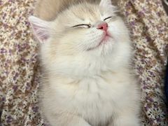 -东方名猫馆·英短金渐层布偶猫舍(环线广场1号楼店)