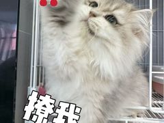 -翊宠yipet猫狗购宠庄园犬舍•猫舍