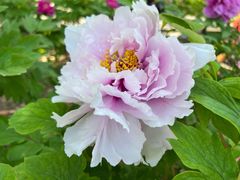 -合肥三国新城遗址公园