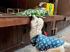 -大汗烧烤滩羊馆(清水河公园店)