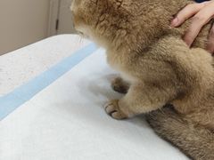 -御宝贝24h宠物医院·转诊中心·CT核磁血透中心(厦门总院)