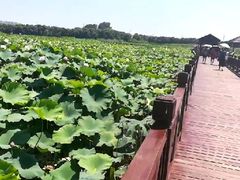 -荷塘月色湿地公园·向阳花洲