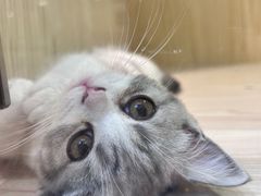 -屋虎猫馆(宝安大仟里店)